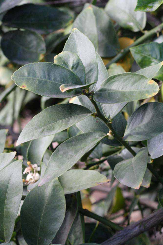            Sun leaves (Egyptian, Riverside, CA)   